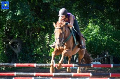 Horses-27.jpg