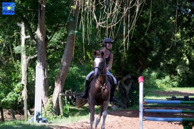 Horses-40.jpg