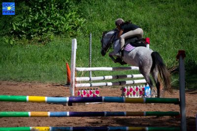 Horses-52.jpg