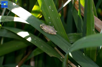 Nature-Animal-3.jpg