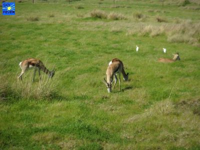 Nature-Animal-38.jpg