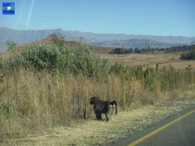 Nature-Animal-51.jpg