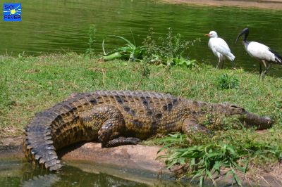 Nature-Animal-68.jpg
