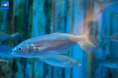 Nature-Animal-9.jpg