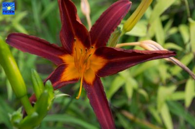Nature-Plants-17.jpg