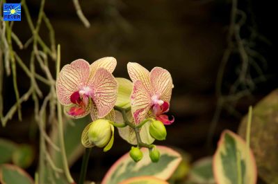 Nature-Plants-27.jpg