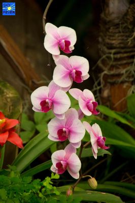 Nature-Plants-28.jpg