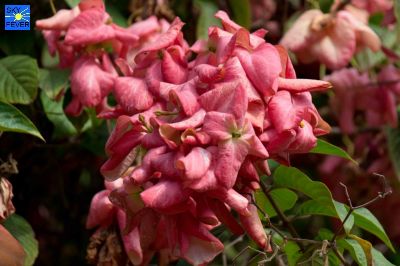 Nature-Plants-3.jpg