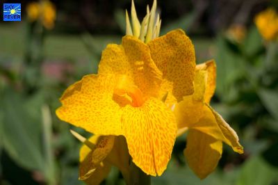 Nature-Plants-34.jpg