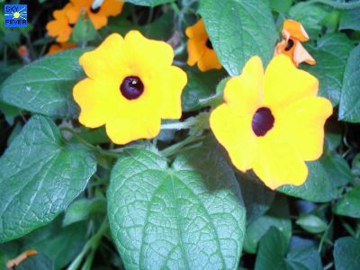 Nature-Plants-36.jpg