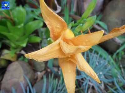 Nature-Plants-37.jpg