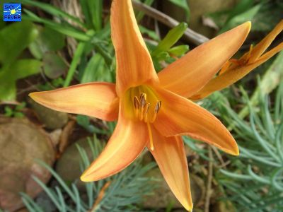Nature-Plants-38.jpg