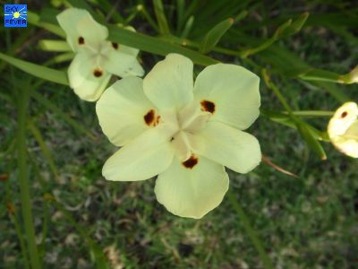 Nature-Plants-39.jpg