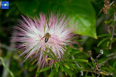 Nature-Plants-4.jpg