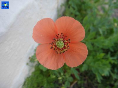 Nature-Plants-40.jpg