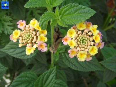 Nature-Plants-41.jpg