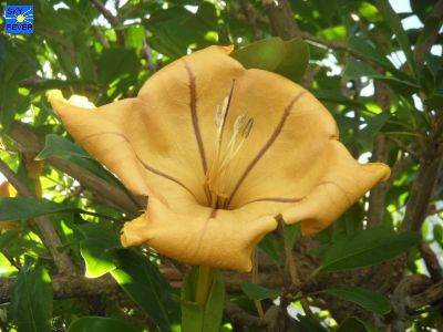Nature-Plants-42.jpg