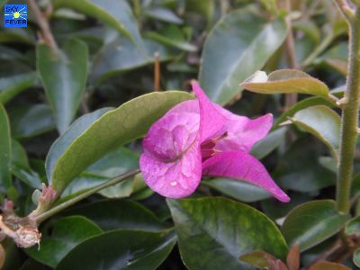 Nature-Plants-43.jpg