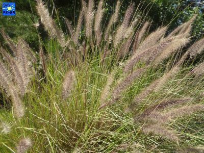 Nature-Plants-44.jpg