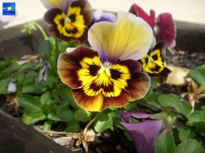 Nature-Plants-45.jpg