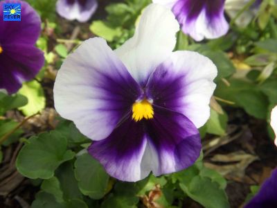 Nature-Plants-46.jpg