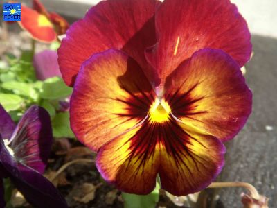 Nature-Plants-47.jpg
