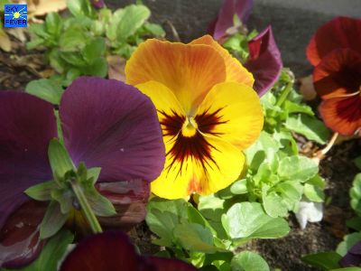 Nature-Plants-48.jpg