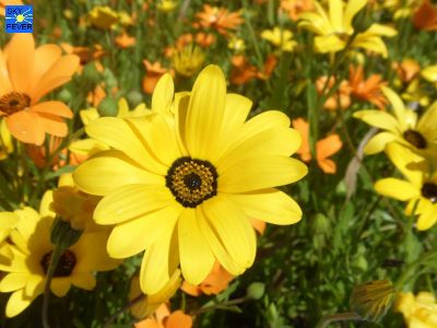 Nature-Plants-49.jpg