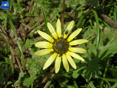 Nature-Plants-50.jpg