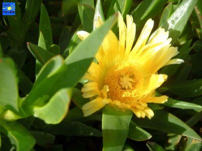 Nature-Plants-51.jpg