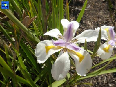Nature-Plants-52.jpg