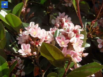 Nature-Plants-53.jpg