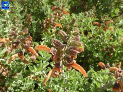 Nature-Plants-54.jpg