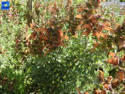 Nature-Plants-55.jpg