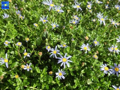 Nature-Plants-56.jpg