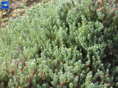 Nature-Plants-57.jpg