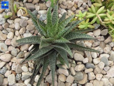 Nature-Plants-58.jpg