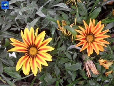Nature-Plants-59.jpg