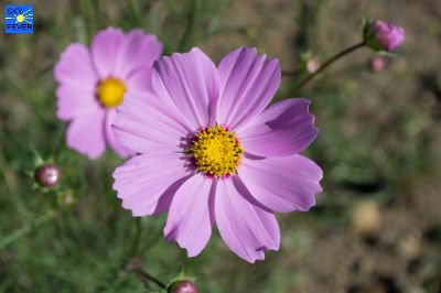 Nature-Plants-6.jpg