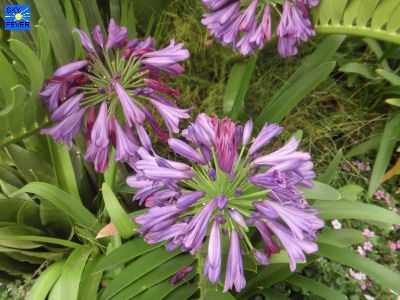 Nature-Plants-60.jpg