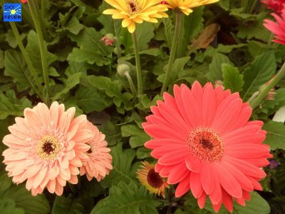 Nature-Plants-61.jpg