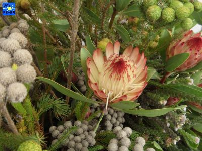 Nature-Plants-65.jpg