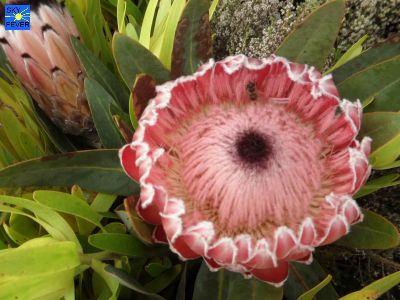 Nature-Plants-66.jpg