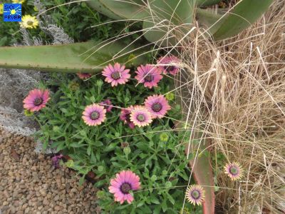 Nature-Plants-67.jpg