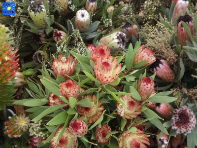 Nature-Plants-68.jpg