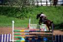Horses-50.jpg