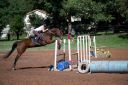 Horses-51.jpg