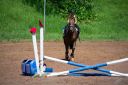 Horses-91.jpg