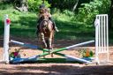 Horses-93.jpg